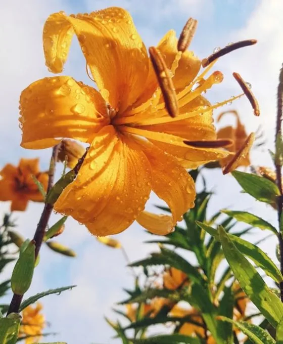 Invia fiori in segno di cordoglio